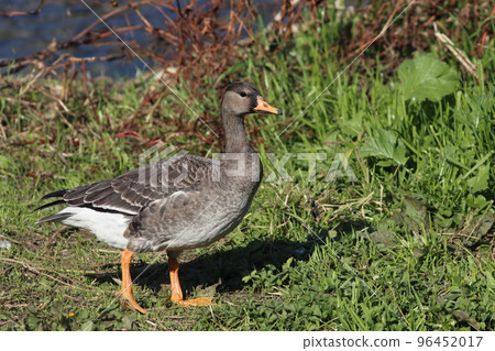 Whole body of young white-fronted goose 96452017