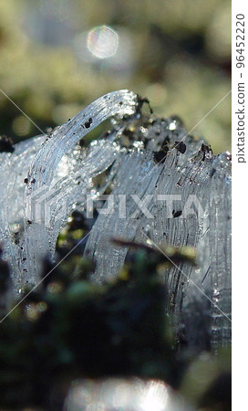 Ice flower shining in the morning sun Flower (January) Ice Shimobashira (frost column) 01V9.16 96452220