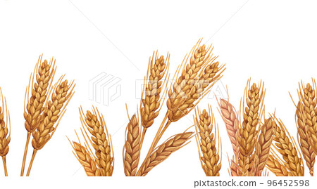 Watercolor spikelets of rye product illustration banner. Painted isolated natural organic fresh wheat eco food on white background. Watercolor spikelets of rye product illustration banner. Painted isolated natural organic fresh wheat eco food on white background. 96452598