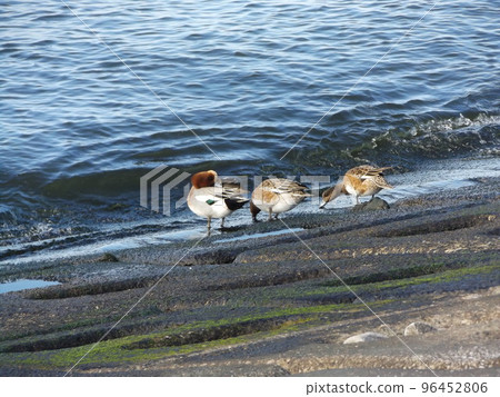 Kemigawa 海灘的歐亞 Wigeon,前額呈獨特的奶油色 Kemigawa 海灘的歐亞 Wigeon,前額呈獨特的奶油色 96452806