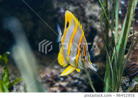 The Copperband Butterflyfish The Copperband Butterflyfish 96452958