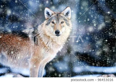Gray wolf in the winter forest. Wolf in the nature habitat 96453016