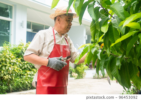 A happy and smiling Asian old elderly man is pruning twigs and flowers for a hobby after retirement in a home. Concept of a happy lifestyle and good health for seniors. A happy and smiling Asian old elderly man is pruning twigs and flowers for a hobby after retirement in a home. Concept of a happy lifestyle and good health for seniors. 96453092