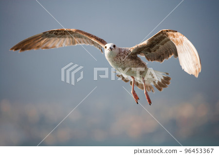 seagull wingspan fly in the sky 96453367