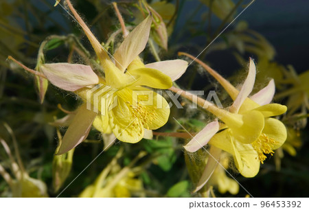 Flowers aquilegia or catchment close-up beautiful and delicate 96453392