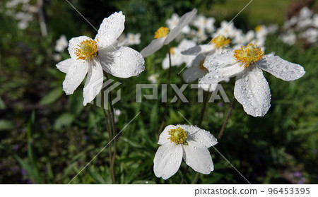 Anemone Dubravnaya or White Anemone is a very delicate and beautiful white flower Anemone Dubravnaya or White Anemone is a very delicate and beautiful white flower 96453395