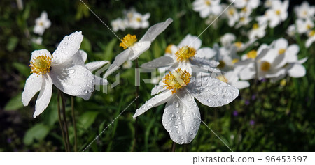 Anemone Dubravnaya or White Anemone is a very delicate and beautiful white flower 96453397