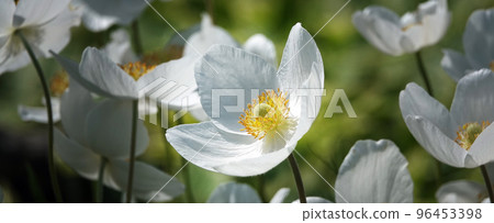 Anemone Dubravnaya or White Anemone is a very delicate and beautiful white flower Anemone Dubravnaya or White Anemone is a very delicate and beautiful white flower 96453398