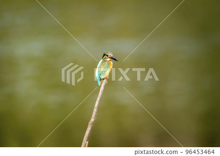 common kingfisher or Alcedo atthis small colorful bird portrait with natural green background perched on branch at keoladeo national park bharatpur bird sanctuary rajasthan india asia common kingfisher or Alcedo atthis small colorful bird portrait with natural green background perched on branch at keoladeo national park bharatpur bird sanctuary rajasthan india asia 96453464