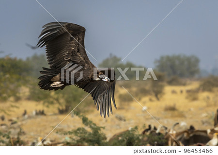 Cinereous vulture or black vulture or monk vulture or aegypius monachus closeup in flight or flying with full wingspan at dumping yard of Jorbeer Conservation Reserve bikaner rajasthan india asia 96453466
