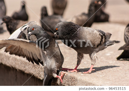 street pigeons having fun in an urban environment. 96453515