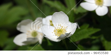 Anemone Dubravnaya or White Anemone is a very delicate and beautiful white flower 96453580