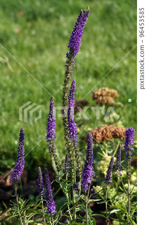 Flowers Veronica spiky is a perennial herbaceous plant, a species of the genus Veronica, the Plantain family 96453585