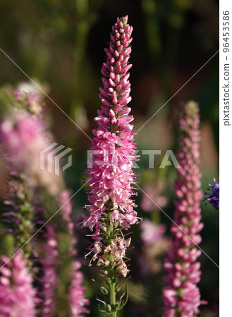 Flowers Veronica spiky is a perennial herbaceous plant, a species of the genus Veronica, the Plantain family 96453586