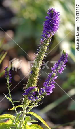 Flowers Veronica spiky is a perennial herbaceous plant, a species of the genus Veronica, the Plantain family 96453587