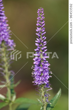 Flowers Veronica spiky is a perennial herbaceous plant, a species of the genus Veronica, the Plantain family 96453592