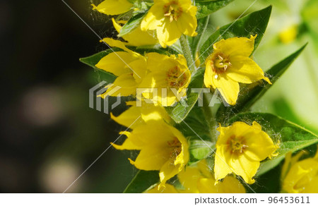Yellow or Garden Verbeynik is a plant with delicate yellow flowers Yellow or Garden Verbeynik is a plant with delicate yellow flowers 96453611