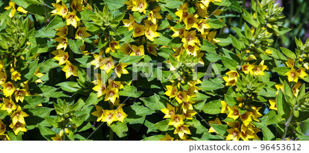 Yellow or Garden Verbeynik is a plant with delicate yellow flowers Yellow or Garden Verbeynik is a plant with delicate yellow flowers 96453612