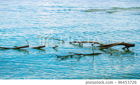 water and shore with tree roots 96453726