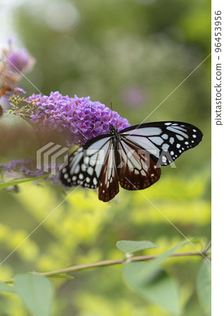 Traveling butterfly Chestnut tiger Traveling butterfly Chestnut tiger 96453956