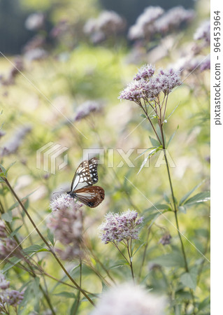 Traveling butterfly Chestnut tiger 96453964