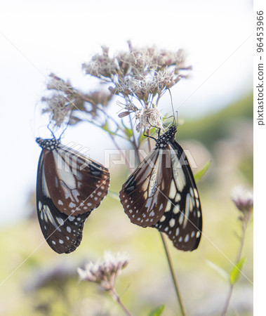 Traveling butterfly Chestnut tiger Traveling butterfly Chestnut tiger 96453966