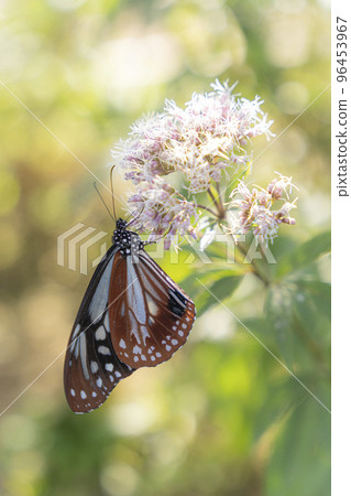 Traveling butterfly Chestnut tiger Traveling butterfly Chestnut tiger 96453967
