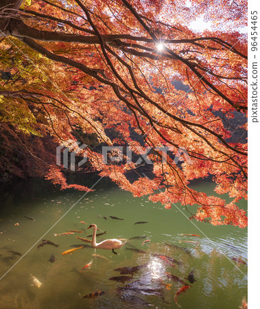 Yamanashi Prefecture Lake Inaga Swans and Autumn Leaves Yamanashi Prefecture Lake Inaga Swans and Autumn Leaves 96454465
