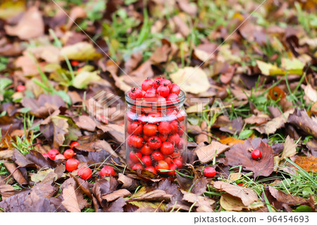 Crataegus laevigata, midland or English hawthorn or mayflower ripe berries at autumn. Crataegus laevigata, midland or English hawthorn or mayflower ripe berries at autumn. 96454693