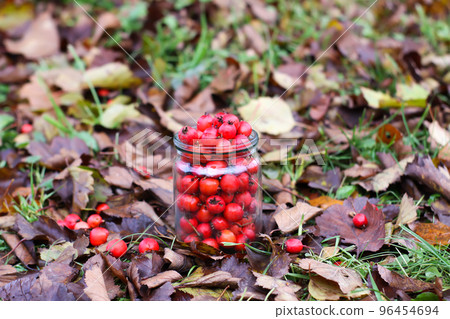 Crataegus laevigata, midland or English hawthorn or mayflower ripe berries at autumn. 96454694