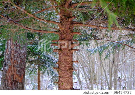 The trunk of a young fir tree with the lower branches cut off. Sanitary cleaning The trunk of a young fir tree with the lower branches cut off. Sanitary cleaning 96454722