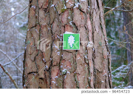 Mark on tree bark, natural view. Nature protected object. Skanaiskalns nature park. November is the first snow in Mazsalaca in Latvia. Mark on tree bark, natural view. Nature protected object. Skanaiskalns nature park. November is the first snow in Mazsalaca in Latvia. 96454723