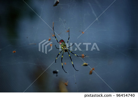 Nephila spider 96454740