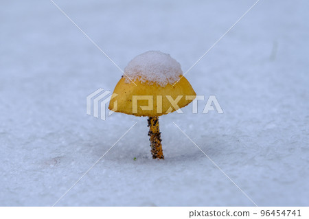 A yellow mushroom covered with snow and ice. The first snow in November 96454741