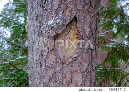 The concept of organic life. Damaged pine bark. A formation of interesting shape 96454742