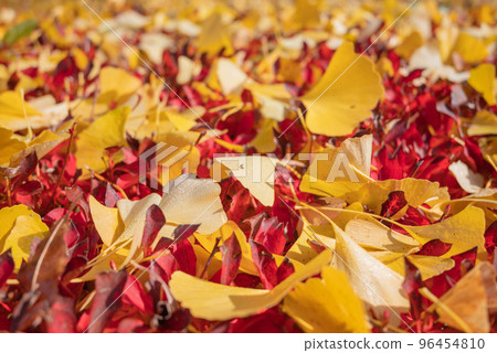 落在 Enkianthus perulatus 上的銀杏葉 落在 Enkianthus perulatus 上的銀杏葉 96454810