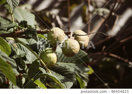 Horse-chestnuts. Aesculus hippocastanum. Horse-chestnuts. Aesculus hippocastanum. 96454815