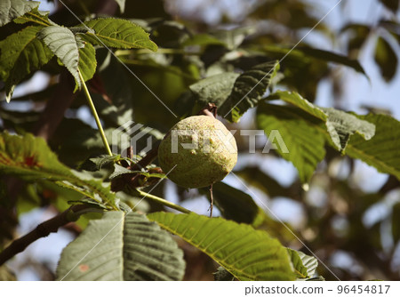 Horse-chestnuts. Aesculus hippocastanum. Horse-chestnuts. Aesculus hippocastanum. 96454817