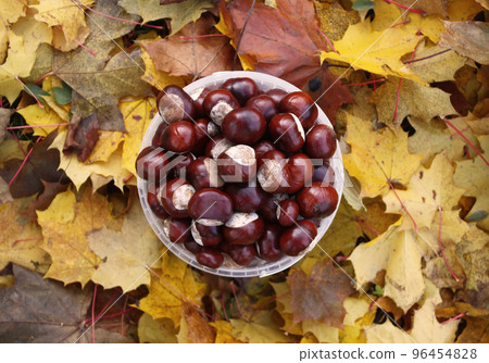 Horse-chestnuts. Aesculus hippocastanum. Horse-chestnuts. Aesculus hippocastanum. 96454828