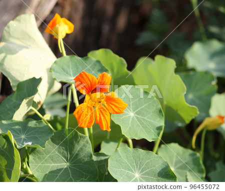 Beautiful flowers of nasturtiums. 96455072