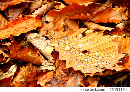 Water drops on fallen leaves Water drops on fallen leaves 96455104