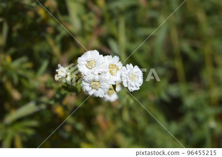 Sneezewort yarrow Sneezewort yarrow 96455215