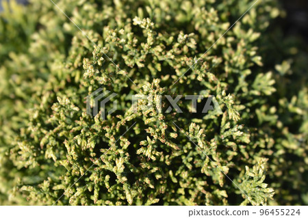 Sawara cypress White Pygmy Sawara cypress White Pygmy 96455224