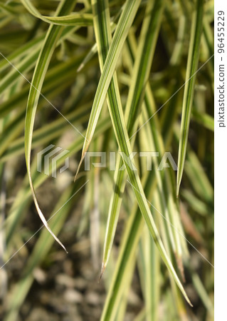 Sedge Vanilla Ice Sedge Vanilla Ice 96455229