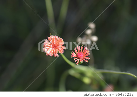 Tasselflower 96455232