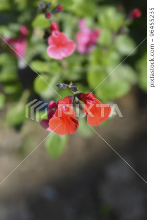 Sage Royal Bumble Sage Royal Bumble 96455235