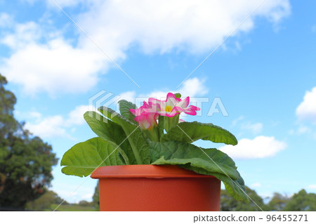 報春花朱利安花 96455271