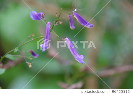 Sekiyano Akishoji Sekiyano Akishoji 96455515