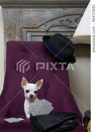 A funny little Chihuahua dog with a cheerful muzzle recklessly plays cards while lying in a glamorous purple chair by the fireplace. Cozy interior and a beautiful dog in the frame. A funny little Chihuahua dog with a cheerful muzzle recklessly plays cards while lying in a glamorous purple chair by the fireplace. Cozy interior and a beautiful dog in the frame. 96455682