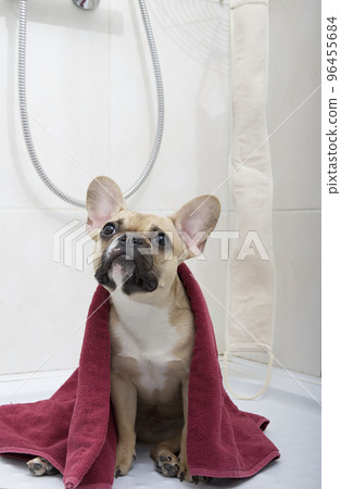 French bulldog breed dog sits in the shower wrapped in a large red towel after taking a shower carefully looking up. Reception of water procedures for hygiene by a dog. French bulldog breed dog sits in the shower wrapped in a large red towel after taking a shower carefully looking up. Reception of water procedures for hygiene by a dog. 96455684